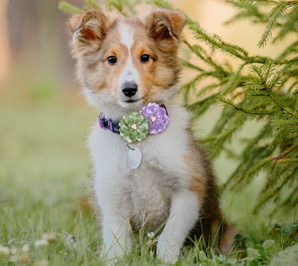 Hübsche Blume fürs Hundehalsband - verschiedene Farben